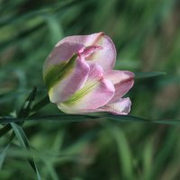 тюльпан целеноцветковый :: Irina Fabien