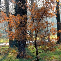 Осеннее утро. :: Николай   Тесля 