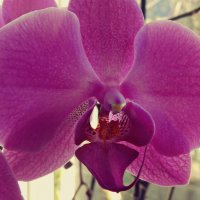Орхидея :: Ира 