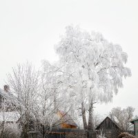 Деревенские мотивы... почти зимние. :: Александр Никитинский