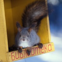 книгу принес? :: Олег Петрушов