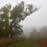Осенний туман :: Сергей 