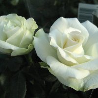 Белые розы :: laana laadas