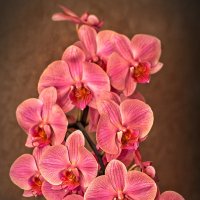 Орхидея. :: Горбушина Нина 