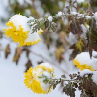 под снегом :: Наталья М