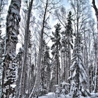 зимний лес :: евгений Смоленцев