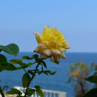 Морская роза :: Marina Timoveewa