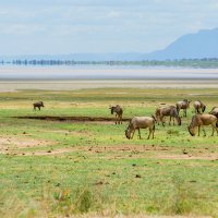Путешествие по национальным паркам Танзании :: Сергей Андрейчук
