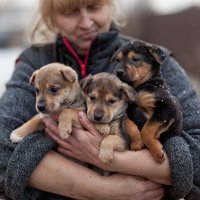 Наталья Беликова с маленькими питомцами приюта для бездомных собак :: Анатолий Тимофеев