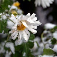 Цветы под снегом :: Ольга Голубева