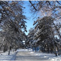 Зима в парке... :: Тамара (st.tamara)