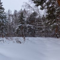 красота зимнего леса. :: Kassen Kussulbaev