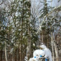 Новогодняя сказка в зимнем лесу :: Tatyana Belova