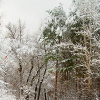 Первый снег_2 :: Инна Силина