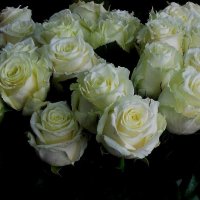 Белые розы... :: Natali 