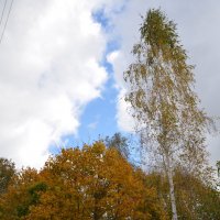 Осенью :: Ольга Оглоблина