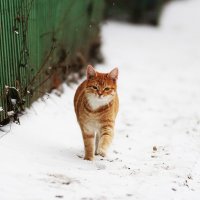 зимний котик :: Вадим Виловатый