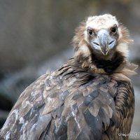 Сними меня фотограф :: Олег Лукьянов