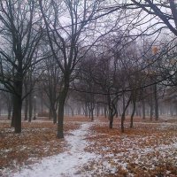 туман в парке :: Евгения 
