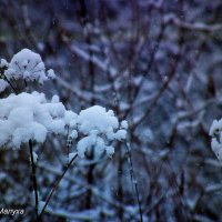 Снежный цветок :: Николай Малуха