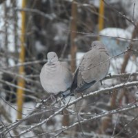 парочка))) :: lesia 