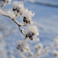 Первый снег :: Наталья Лисинова 