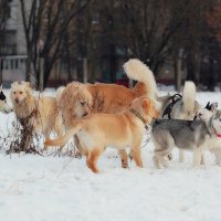 снежные прогулки :: Yevgeniya Bush 
