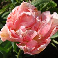 Махровый тюльпан :: laana laadas