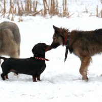 Знакомство состоялось :: Татьяна Нижаде