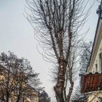 Дерево в зимнем городе :: Михаил Михальчук