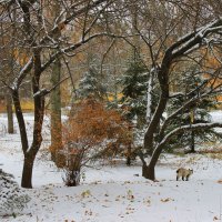 И только кошка гуляет сама по себе .... :: Валентина ツ ღ✿ღ