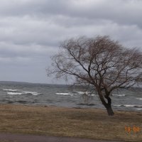 Таллин, Балтийское море. Апрель 2013г. На ветру :: Первышина Валентина 