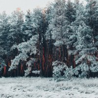 зимний лес :: Саша Михайленко