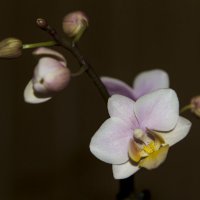 Орхидея :: Сергей Быстров