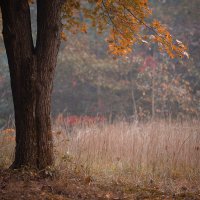 Осенняя меланхолия. :: Елена Леневенко