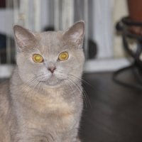 Британская кошка :: Алексей Павленко
