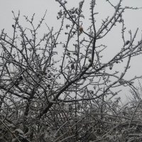 яблочки в снегу :: Любовь 