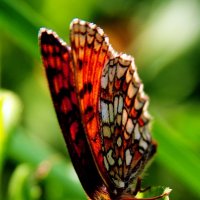 Бабочка - чудо природы :: Damir Si