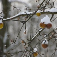 Что же нам с ними делать с яблоками на снегу??,, :: Tatiana Markova