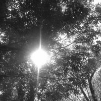 Солнце за деревьями :: Юлия Закопайло