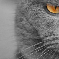 взгляд ястреба - душа кота :: Александра Евдокимова
