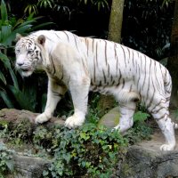 Белый тигр :: Елена Шемякина