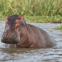 Директор Белого Нила :: Евгений Печенин