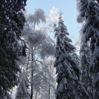 Зима :: Larisa Simonenkova
