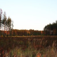 Марийские леса осенью :: Damir Si