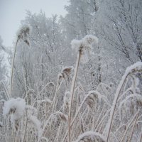 Зима приходит незаметно знакомой проседью полей. :: Valentina Lujbimova [lotos 5]