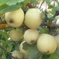 яблоки в старом саду :: игорь семенов