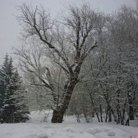 Снеговерть :: Николай Дементьев 