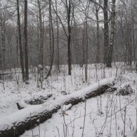 Зимний лес :: Джулия К.