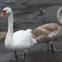 Один белый, другой серый - два весёлых... лебедя :: Olga 